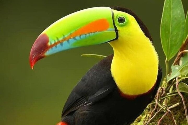 Toucan
